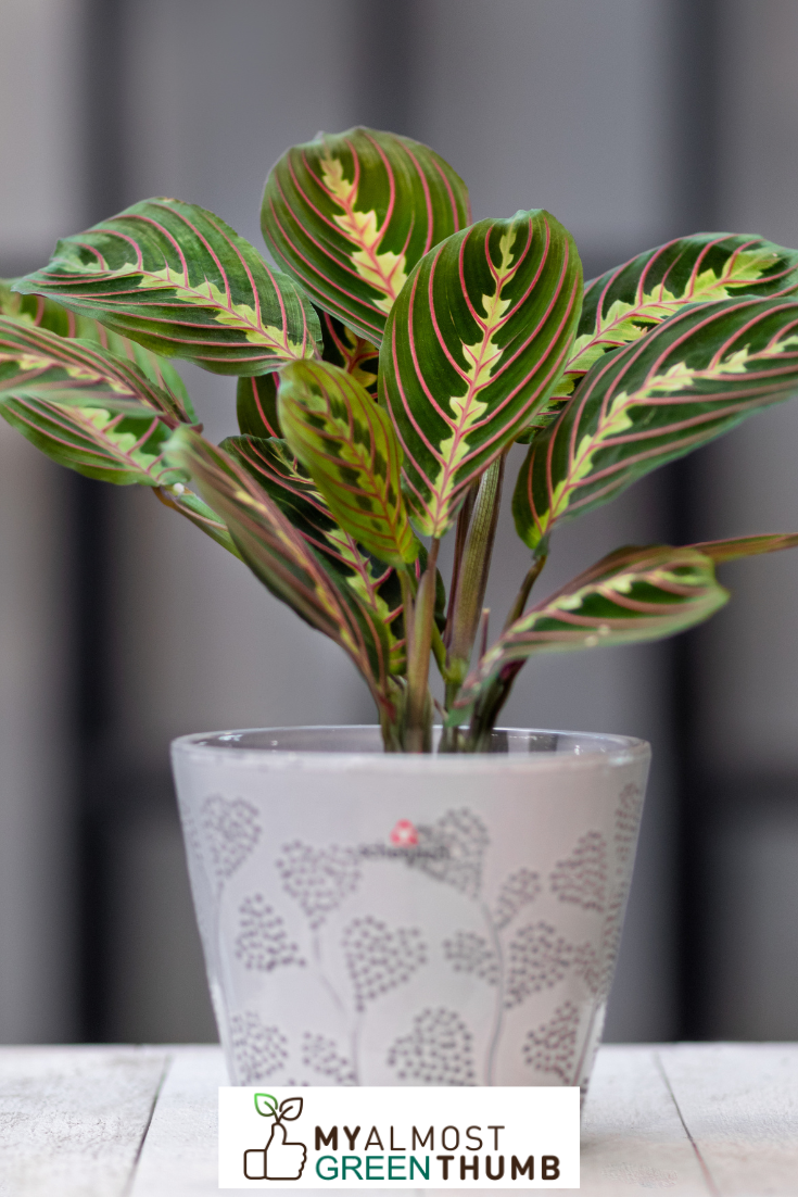 Other Conditions that Are Important to a Lemon Lime Prayer Plant  